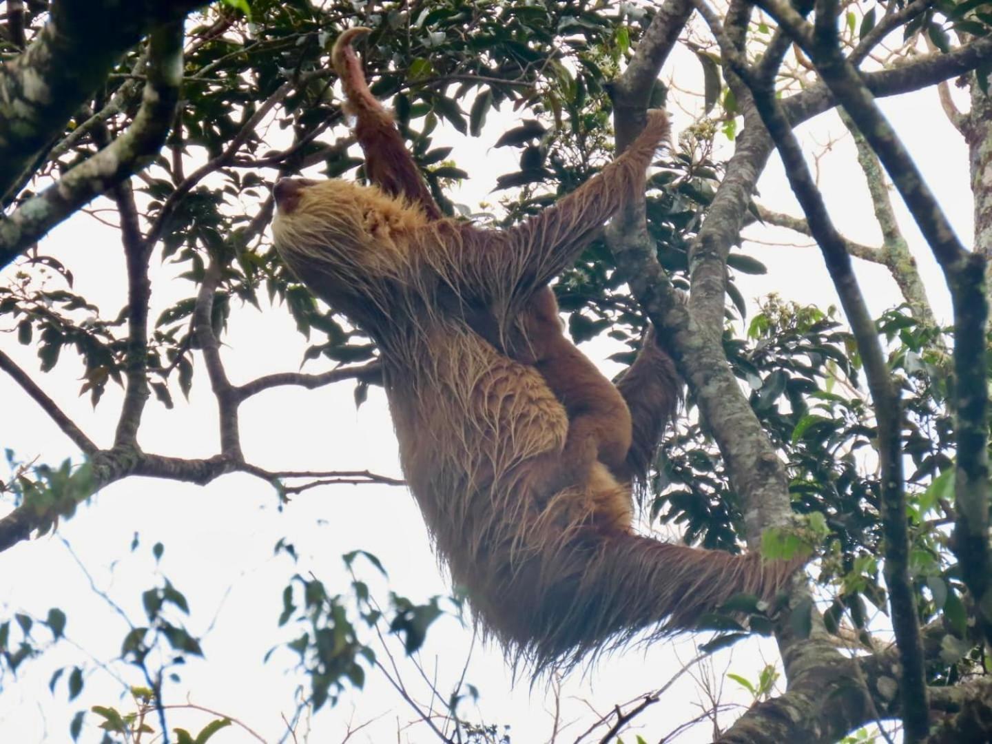 Monteverde Magic Mountain Zewnętrze zdjęcie